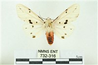 菊池污燈蛾藏品圖，第1張