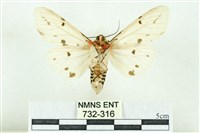 菊池污燈蛾藏品圖，第2張