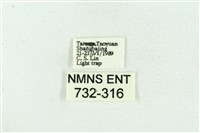 菊池污燈蛾藏品圖，第3張