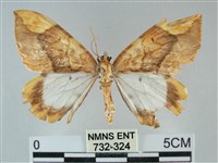 枯葉尺蛾藏品圖，第1張