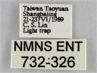 枯葉尺蛾藏品圖，第3張