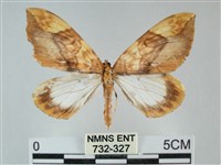 枯葉尺蛾藏品圖，第1張