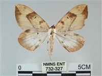 枯葉尺蛾藏品圖，第2張