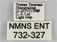 枯葉尺蛾藏品圖，第3張