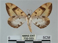 枯葉尺蛾藏品圖，第2張