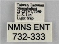 枯葉尺蛾藏品圖，第3張