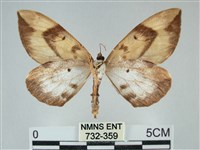 枯葉尺蛾藏品圖，第2張