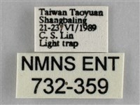 枯葉尺蛾藏品圖，第3張