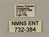 半緣缺角天蛾藏品圖，第3張