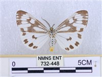 粉蝶燈蛾藏品圖，第1張