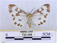 粉蝶燈蛾藏品圖，第2張