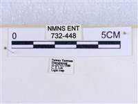 粉蝶燈蛾藏品圖，第3張