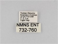 印度康夜蛾藏品圖，第3張