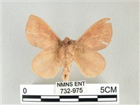 淡紋斜帶枯葉蛾藏品圖，第2張