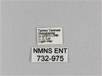 淡紋斜帶枯葉蛾藏品圖，第3張