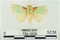 基褐綠刺蛾藏品圖，第1張