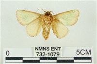 基褐綠刺蛾藏品圖，第2張