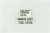 基褐綠刺蛾藏品圖，第3張