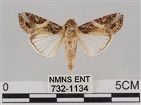 斜紋夜盜蛾藏品圖，第1張