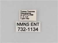 斜紋夜盜蛾藏品圖，第3張