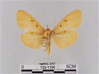 橙擬燈蛾藏品圖，第2張