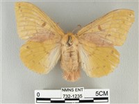 青枯葉蛾藏品圖，第1張