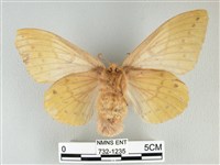 青枯葉蛾藏品圖，第2張