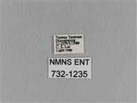 青枯葉蛾藏品圖，第3張