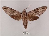 細斜紋霜天蛾藏品圖，第1張