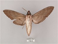 細斜紋霜天蛾藏品圖，第2張