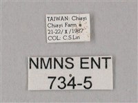 細斜紋霜天蛾藏品圖，第3張