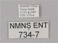 齒翅三線天蛾藏品圖，第3張