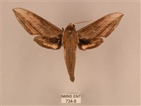 背線天蛾藏品圖，第1張