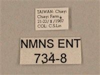 背線天蛾藏品圖，第3張