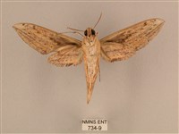 背線天蛾藏品圖，第2張