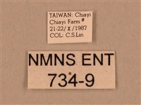 背線天蛾藏品圖，第3張