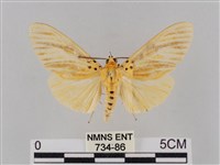 橙擬燈蛾藏品圖，第1張