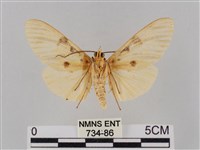 橙擬燈蛾藏品圖，第2張