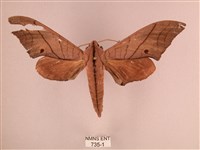 直翅六點天蛾藏品圖，第1張