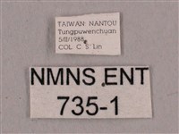 直翅六點天蛾藏品圖，第3張