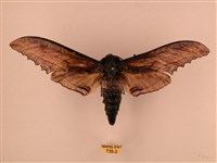 臺灣鋸翅天蛾藏品圖，第1張