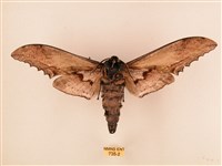 臺灣鋸翅天蛾藏品圖，第2張