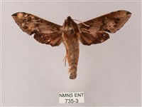 雙斑白肩天蛾藏品圖，第1張