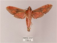 雙斑白肩天蛾藏品圖，第2張