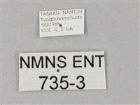 雙斑白肩天蛾藏品圖，第3張