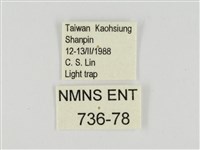 線紋篩蛾藏品圖，第3張
