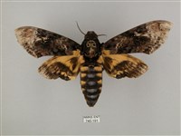 鬼臉天蛾藏品圖，第1張