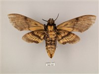 鬼臉天蛾藏品圖，第2張