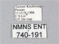 鬼臉天蛾藏品圖，第3張