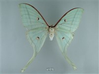 長尾水青蛾藏品圖，第1張